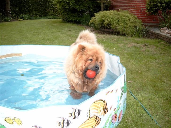 Chow chow Malekit's Basil - I hans badebassin <3 Når det er meget varmt kan han godt lide at være i vand ind imellem. hehe. billede 8