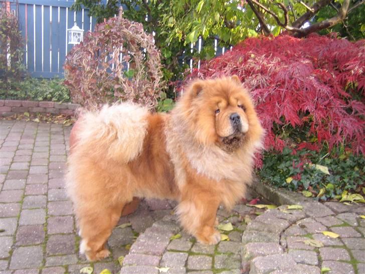 Chow chow Malekit's Basil - Holder lige øje med haven... billede 9