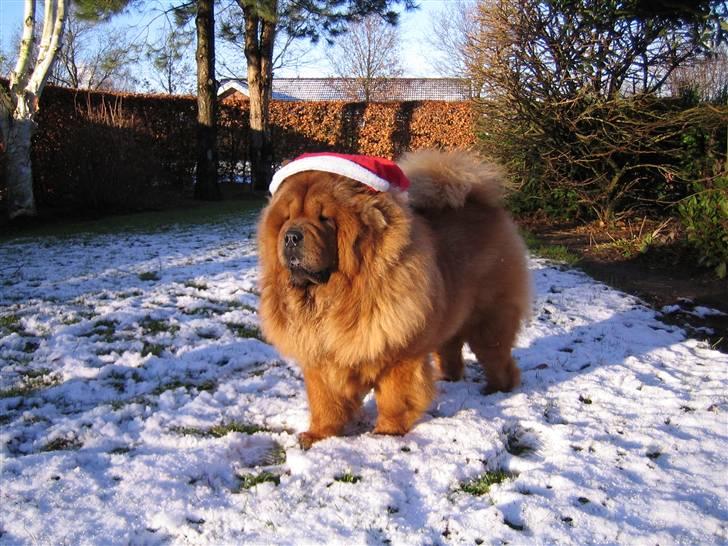 Chow chow Malekit's Basil - En lille julehund. billede 10