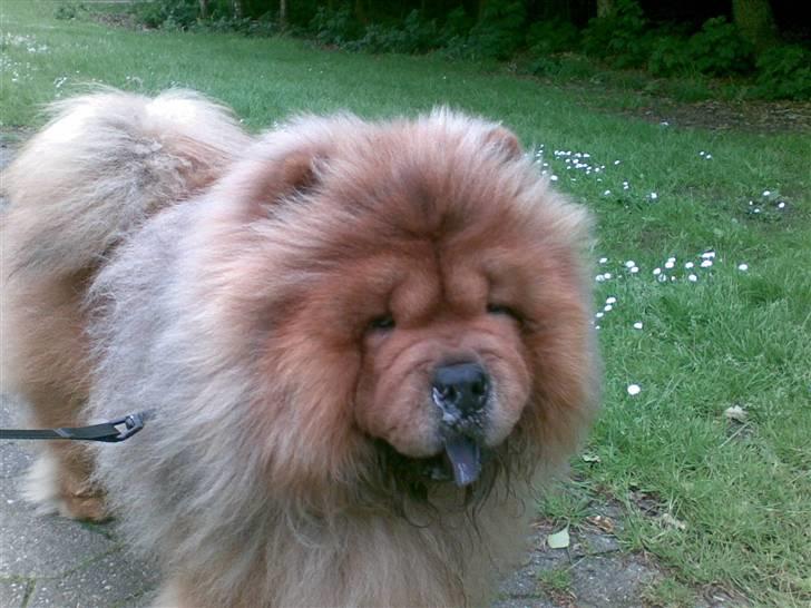 Chow chow Malekit's Basil - Basil 2 ½ år. billede 11