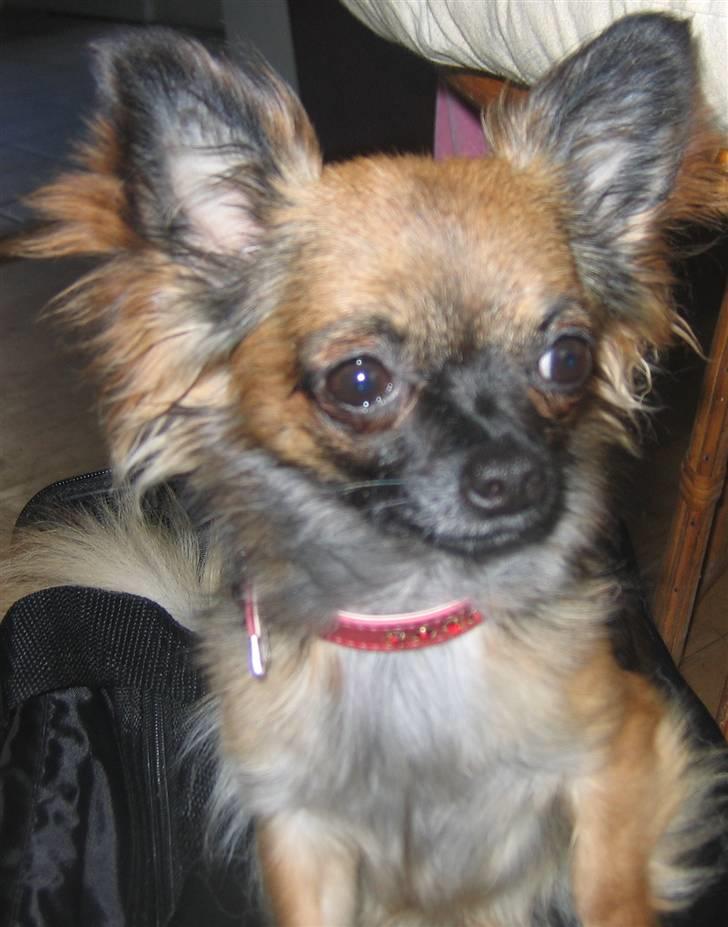 Chihuahua diva - sussi billede 16