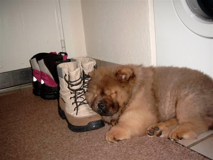 Chow chow Malekit's Basil - Sover lige op ad skoen. Hehe.  billede 12