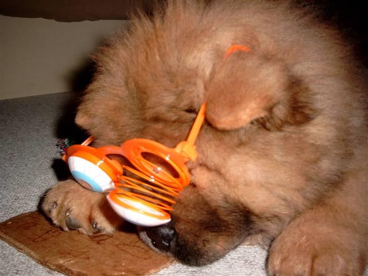 Chow chow Malekit's Basil - Hvor er jeg smart :) billede 13