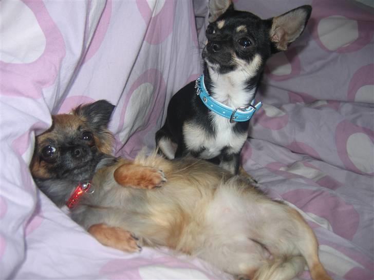 Chihuahua King billede 15