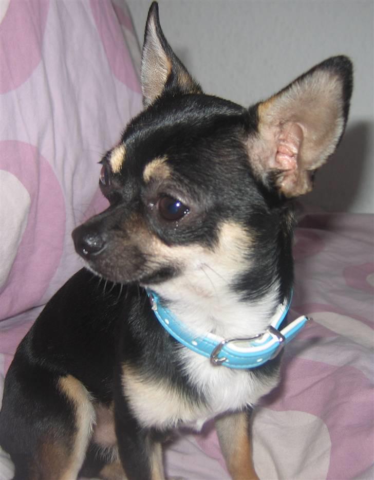 Chihuahua King billede 16
