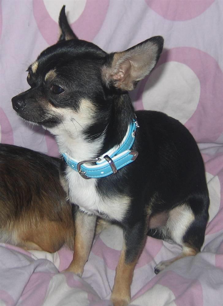 Chihuahua King billede 17