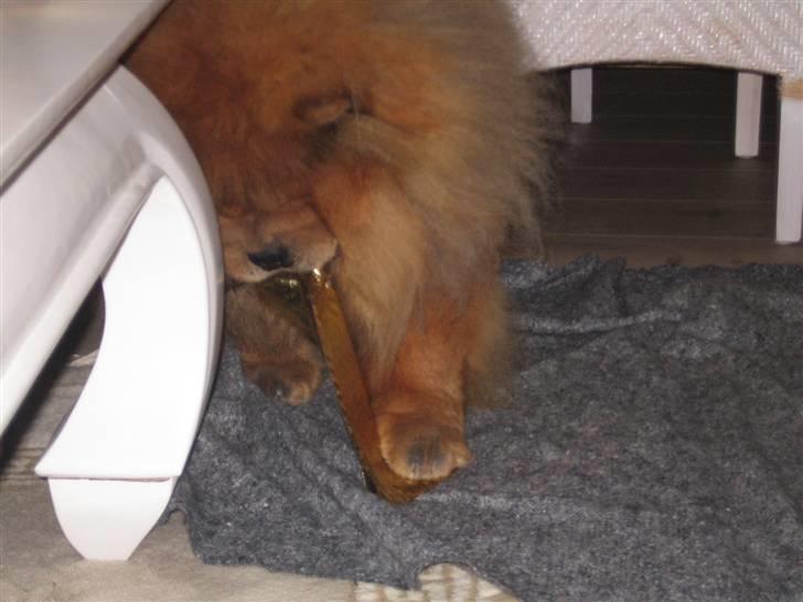 Chow chow Malekit's Basil - Basil juleaften, han har lige fundet en pakke :) Hehe. billede 14