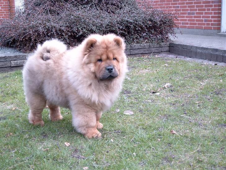 Chow chow Malekit's Basil - Hva er der, derover? ;) billede 15