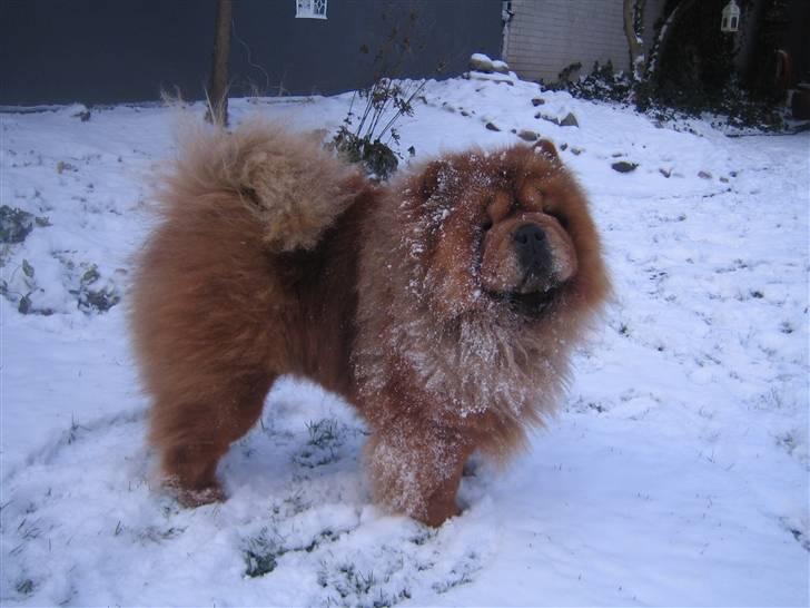 Chow chow Malekit's Basil - Det er skønt med lidt sne! billede 16