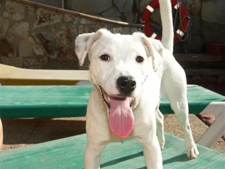 Jack russell terrier Lola - Lola på Gran Canaria - god ferie :-) billede 1