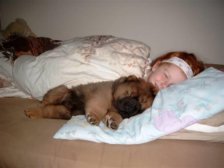 Chow chow Malekit's Basil - Hvor sødt :) billede 17