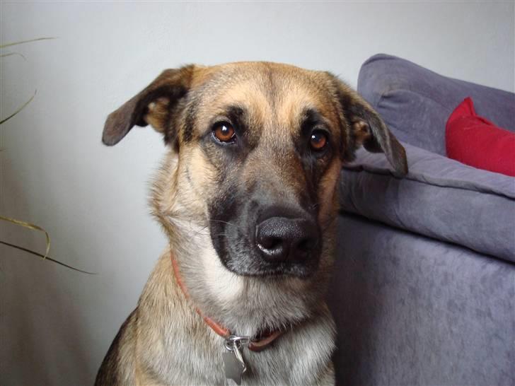 Blanding af racer Max - Dejlige Max med de smukke øjne billede 1