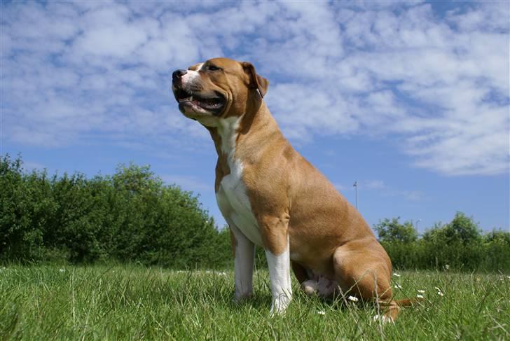 Amerikansk staffordshire terrier chico - er jeg ikke bare flot billede 15