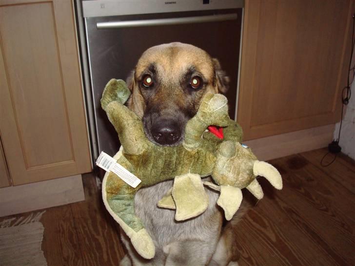 Blanding af racer Max - Max.. Den frygtløse dragejæger billede 2