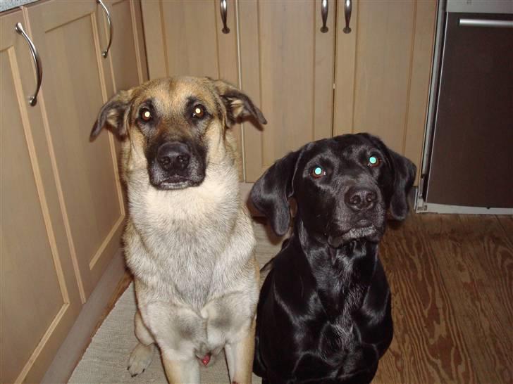 Blanding af racer Max - Dig og mig, du og jeg.... billede 3