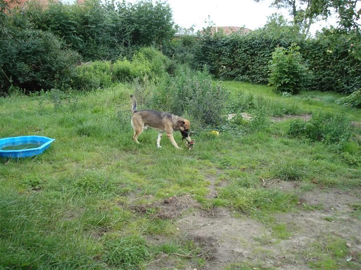 Blanding af racer Max - Max på safari i baghaven.... billede 4