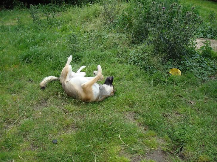 Blanding af racer Max - Max tager sig lige en oser.... billede 5