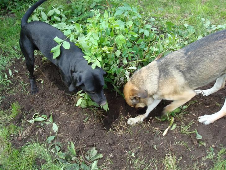 Blanding af racer Max - Teamwork billede 6