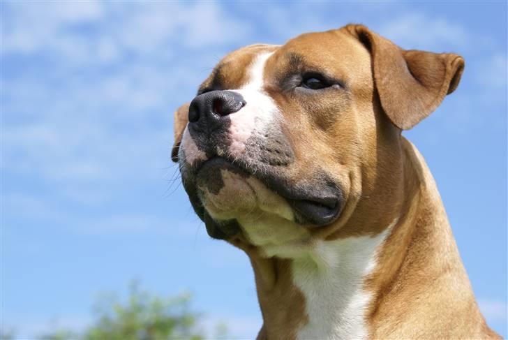 Amerikansk staffordshire terrier chico billede 16
