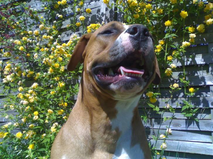 Amerikansk staffordshire terrier chico billede 17