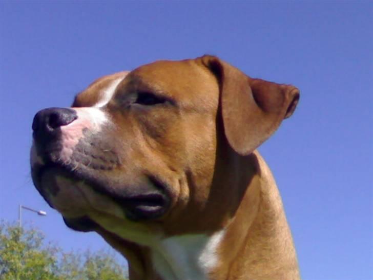 Amerikansk staffordshire terrier chico billede 18