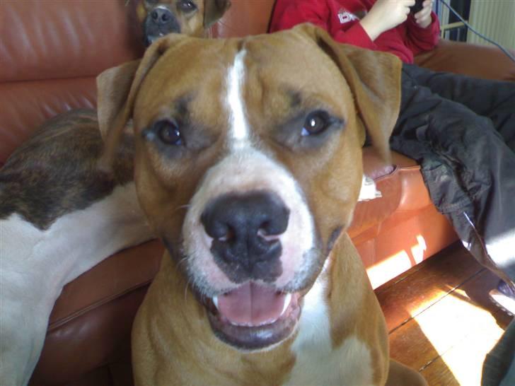 Amerikansk staffordshire terrier chico - hej med jer alle sammen billede 19