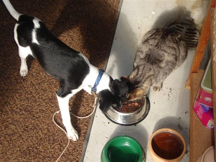 Dansk svensk gaardhund Balter - Jeg vil også gerne smage min bedste vens mad  billede 7