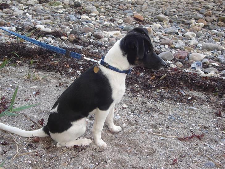 Dansk svensk gaardhund Balter - Sommerdag ved stranden - ca. 4 mdr. gammel billede 8