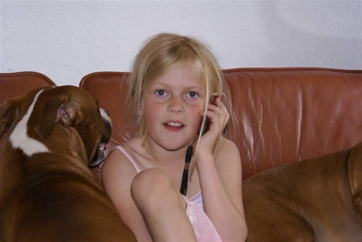 Amerikansk staffordshire terrier chico - ikke fler billeder tak billede 20