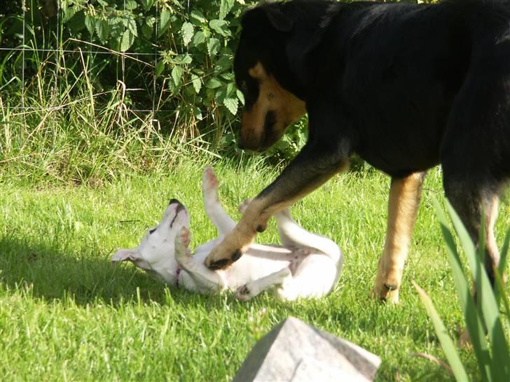 Jack russell terrier Lola - Frede eeeeeelsker Lola - kan slet ikke holde nallerne fra hende... ;-) billede 3