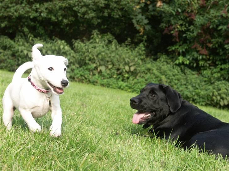 Jack russell terrier Lola - Lola og Labben Buster leger i græsset billede 4