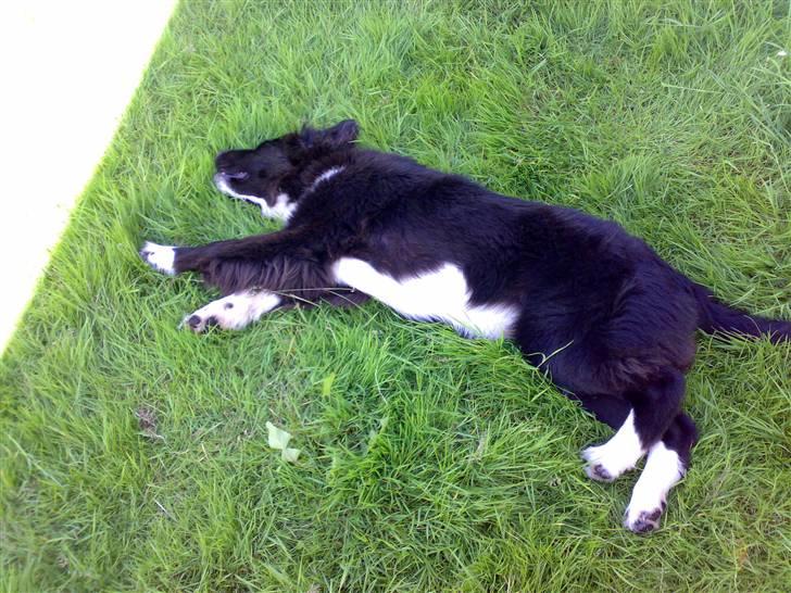 Newfoundlænder Troja - fjollerie i haven billede 12