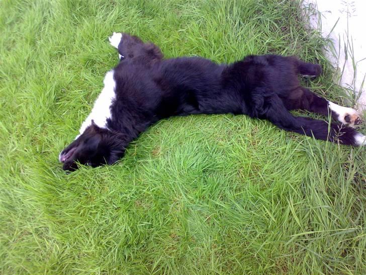 Newfoundlænder Troja - fjollerie i haven jeg elsker bare det græs. billede 13