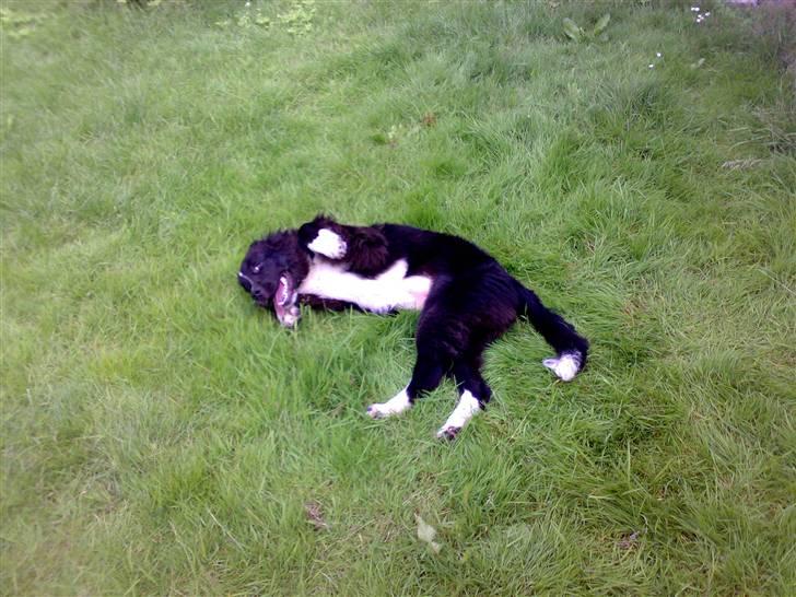 Newfoundlænder Troja - især at rulle rundt og gnide rykken ind i det så jeg lugter så dejligt frisk. billede 14