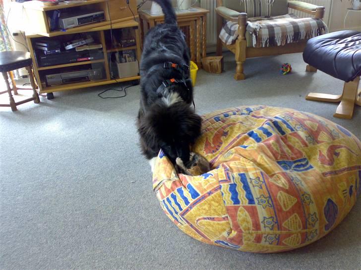 Newfoundlænder Troja - det er altså min killing vis ikke i ved det ! billede 15