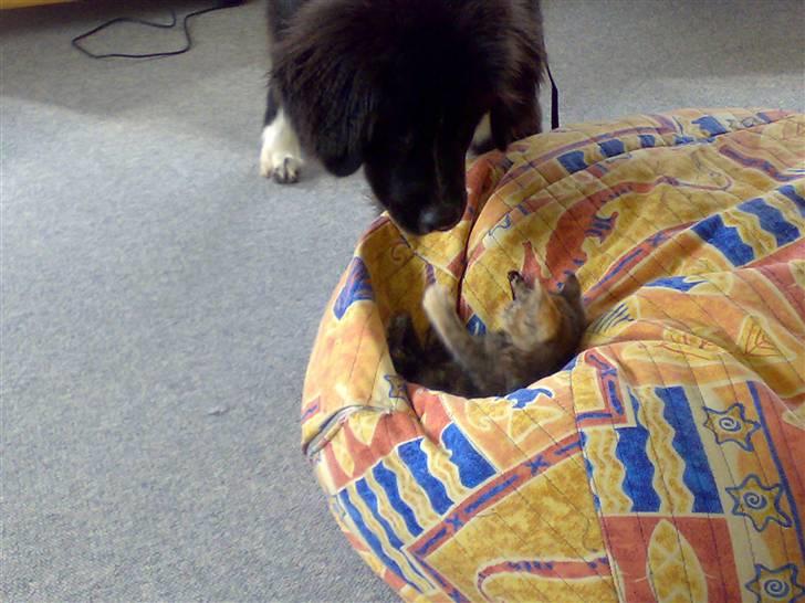 Newfoundlænder Troja - og nejjj hvor hun lugter godt det er første gang jeg er så tæt på og det er faktis sjovt selvom hun sætter klørene i min snude så gør det ikke undt jeg næser bare vidre. billede 16