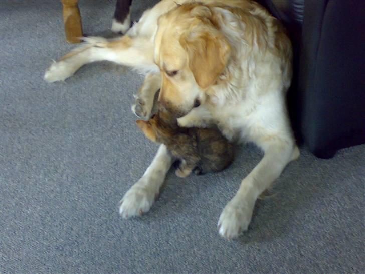 Newfoundlænder Troja - her er min bedste lege kammerat Sussi hun er en golden retriver, og bor hos min mors mor. og nu gad killingen ikke mere så hun krøb i skrul ved sussi øv øv vi havde det ellers sjovt synter jeg. billede 17