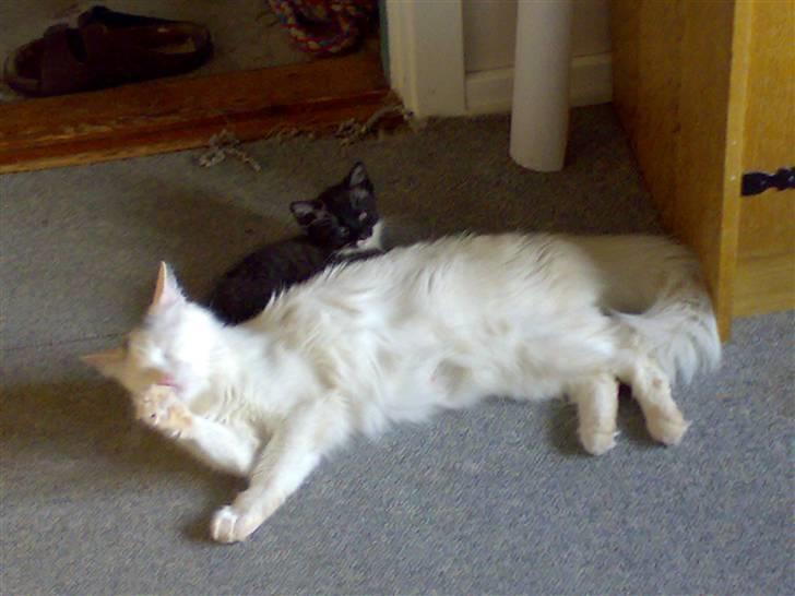 Newfoundlænder Troja - Her er misse mor og den enden killing. hinde missemor kan jeg ikke lig for hun har sittet 2 gange i hele mit hoved fordi jeg lige ville se hvad hun havde ved sig øv dumme killinger , hun er mega sur på alle også min selvom jeg ikke bor der. øv øv billede 18