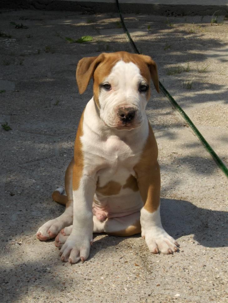 Amerikansk bulldog - ABO's Kenzo billede 4