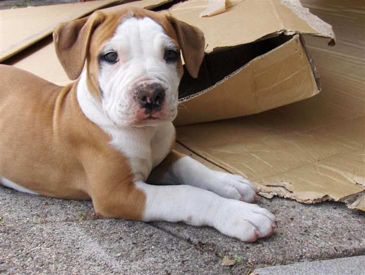 Amerikansk bulldog - ABO's Kenzo billede 5