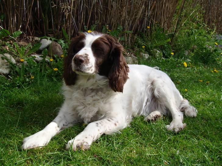 Engelsk springer spaniel Alice in wonderland billede 17