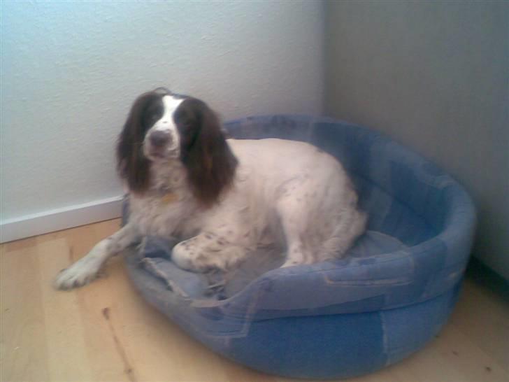 Engelsk springer spaniel Alice in wonderland billede 18