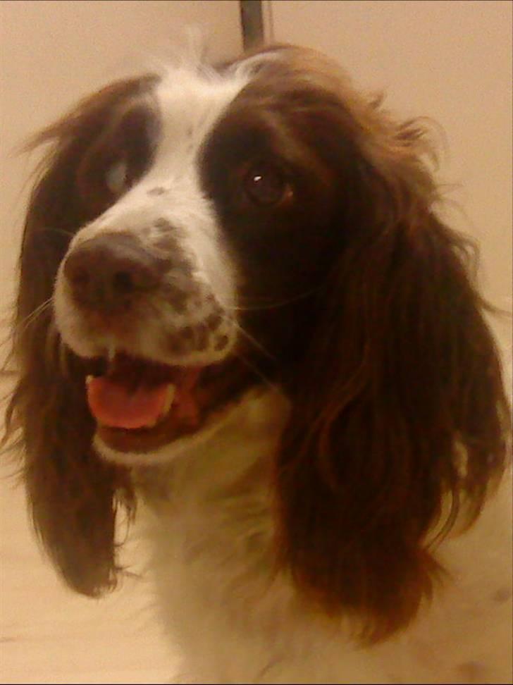 Engelsk springer spaniel Alice in wonderland billede 19