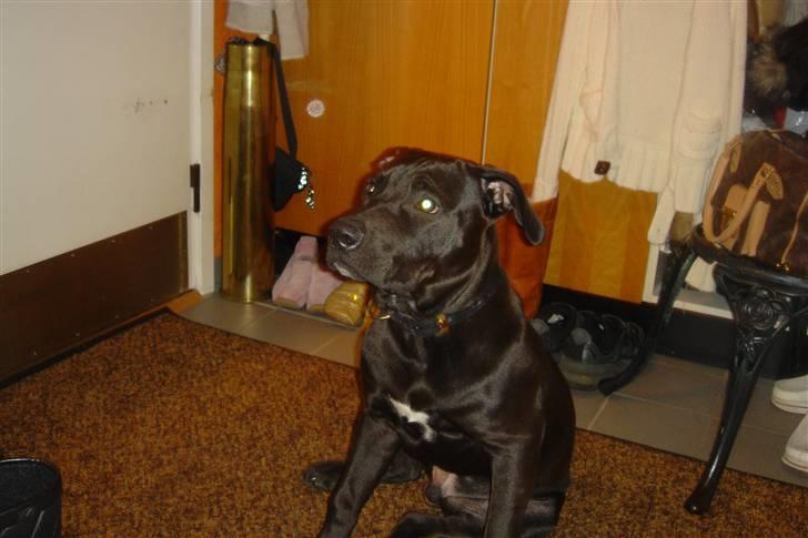 Amerikansk staffordshire terrier Nixon - En stor dreng :) billede 20