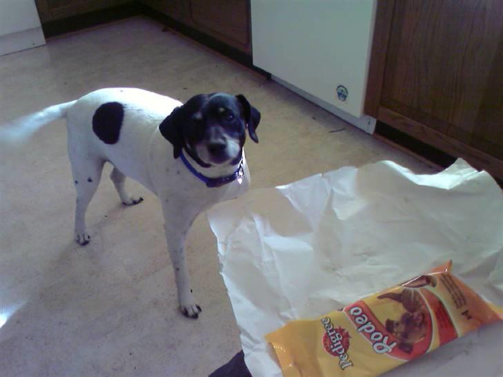 Dansk svensk gaardhund R.I.P Plet - Plets 13 års fødselsdag :) billede 5