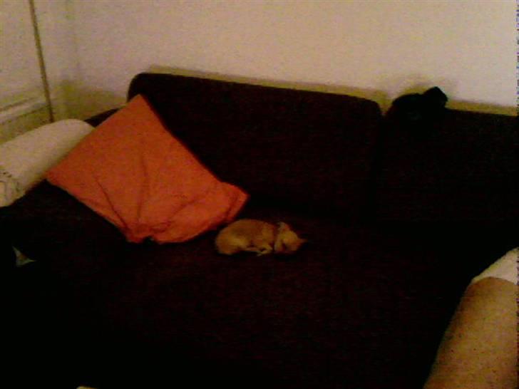 Chihuahua Lucky Luka billede 10