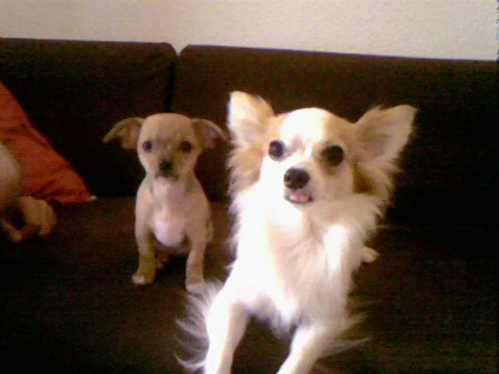 Chihuahua Lucky Luka billede 11