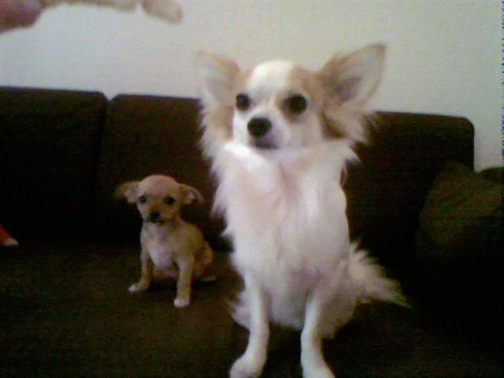 Chihuahua Lucky Luka billede 12