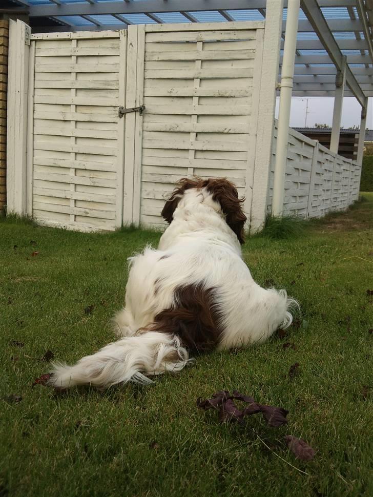 Engelsk springer spaniel Alice in wonderland billede 20