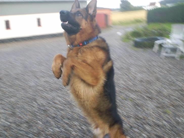 Schæferhund lillebo champ  R.I.P - Giiiv mig den bold !  billede 14